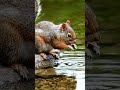 squirrel and dry red chilli plant in field #ai #squirrel #dryfruits #viral #viralvideo