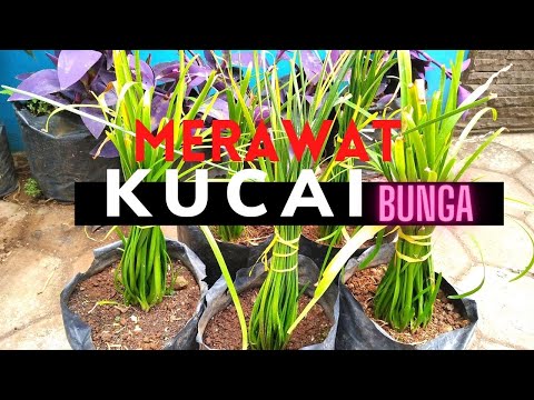 Video: Apa Itu Kucai Liar - Cara Mengatasi Kucai Liar Di Halaman Saya