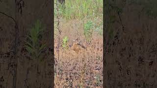 Зайчик в парке Сосновка, Белгород. A bunny in Sosnovka Park, Belgorod. #белгород #сосновка #sosnovka
