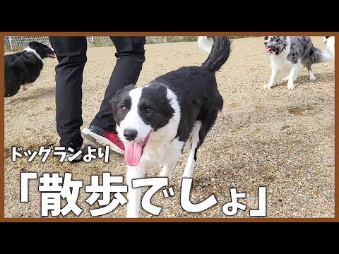 散歩好きの犬がドッグラン行くとこうなります！｜ソフィアディスク大会｜我が家のクリスマス【ボーダーコリー】