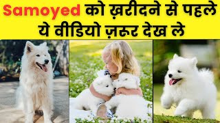 Samoyed Dog Facts | Pro and Cons of Samoyed Dog Breed (HINDI) #samoyed