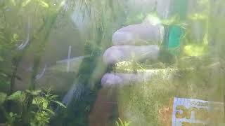 5 Gallon Sparkling Gourami Aquarium