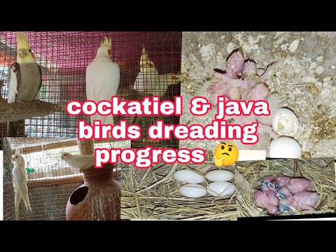 Java & cockatiel breeding progress 🤔🤔