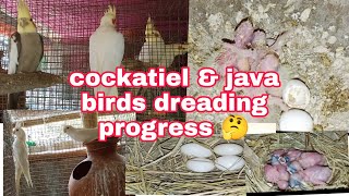 Java & cockatiel breeding progress 🤔🤔