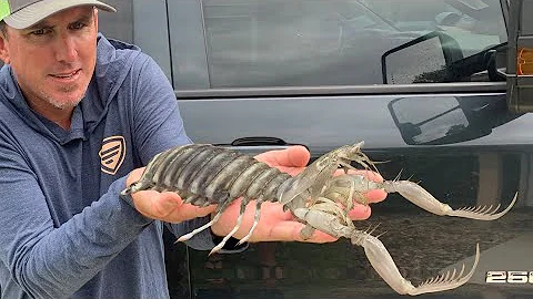 Camarões-mantis gigantes - Pesca, Limpeza, Culinária