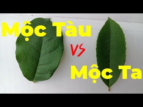 Video: Làm thế nào để ghi Myrrh: 8 bước (có hình ảnh)