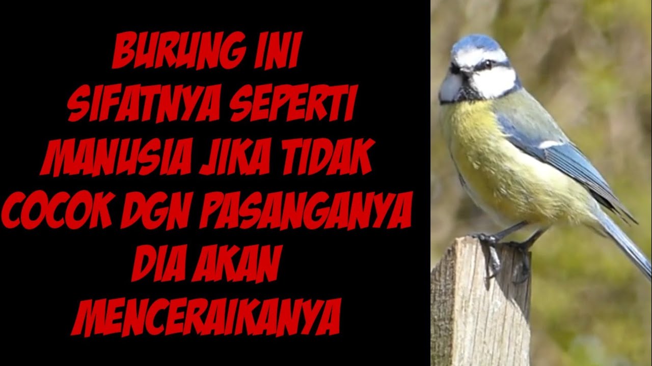 Keunikan dari burung GELATIK BIRU yang belum anda ketahui 
