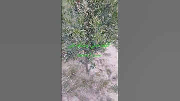 #جمعة طيبة لجميع المسلمين اجواء الريف الساحرة لاتنسو قراءة سورة الكهف #نور بين الجمعتين#