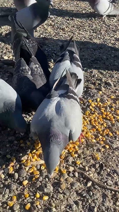 Lost Homing Pigeon in Dallas, TX - YouTube