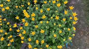 HOA CÚC PHA LÊ 20/12 ÂM LỊCH - TẾT 2023