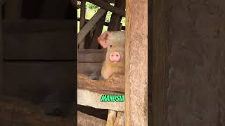 babi bisa ngalahin anjing dalam hal kecerdasan? #shortvideo #babi