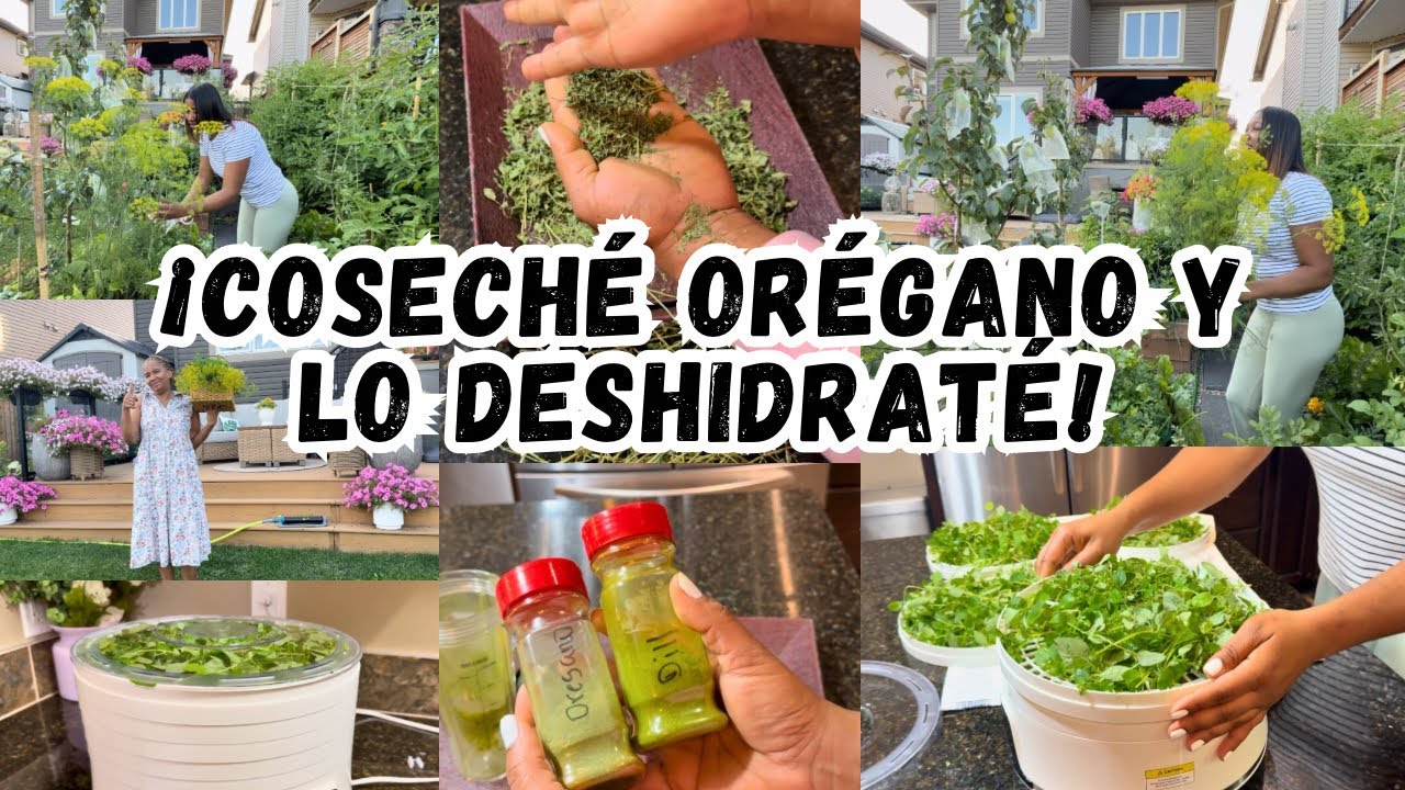 Mi primera cosecha de orégano en el huerto! + Estreno de máquina deshidratadora - IssabelVlogs