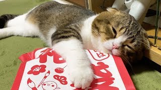 銀だこの福袋になぜかウットリする猫【パパ猫・子猫】