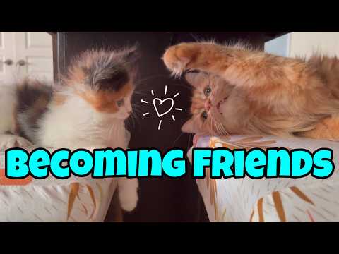 How My Cats Became Friends 🧡🤍🖤