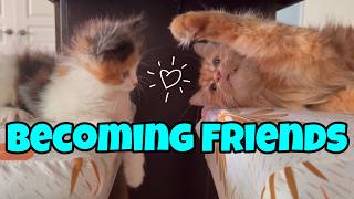 How My Cats Became Friends 🧡🤍🖤 Update