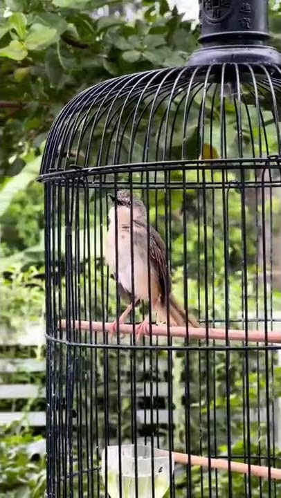 Cigun Rasa Prenjak Lumut