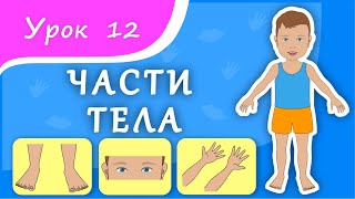 Учим части тела. Урок 12. Части тела для малышей. Развивающее видео для детей (раннее развитие).