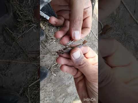 بهترین روش زدن میگو به قلاب برای صید ماهی زردپر          