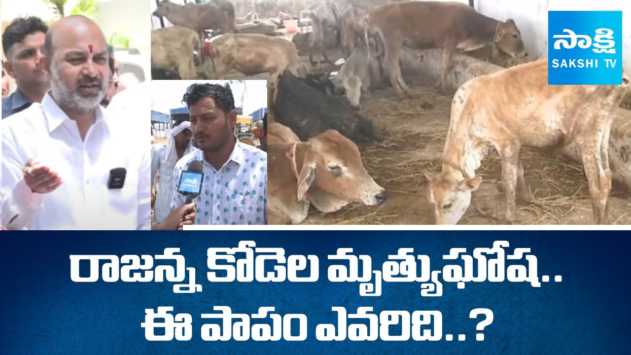 Sakshi TV Ground Report On Vemulawada Rajanna Goshala Incident | @SakshiTV