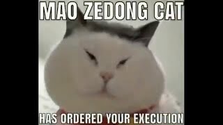 my honest reaction - mao zedong cat