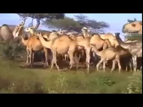 Hesta Geela Ree Sade