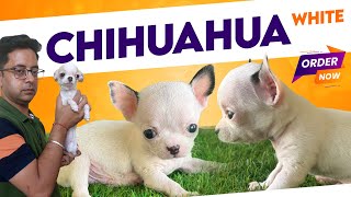 OMG White apple head Chihuahua puppies in India Buy top quality teacup Chihuahua