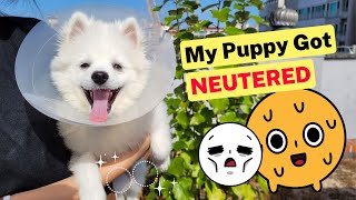 My Puppy Got Neutered - 5 months old by Sarangsnowbear 351 views 1 year ago 2 minutes, 52 seconds