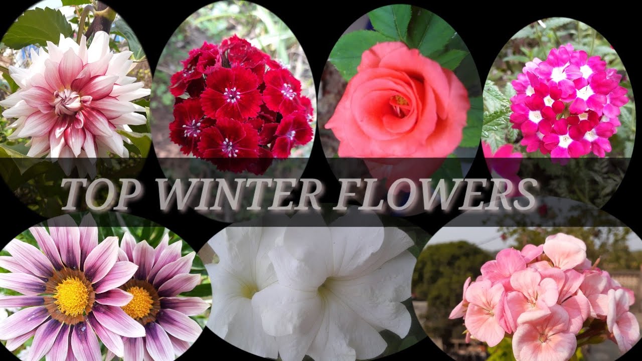 WINTER FLOWERS, GARDENING YouTube