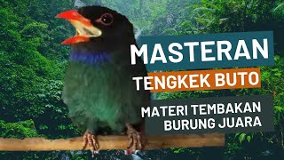 Masteran burung tengkek buto | Materi tembakan burung juara