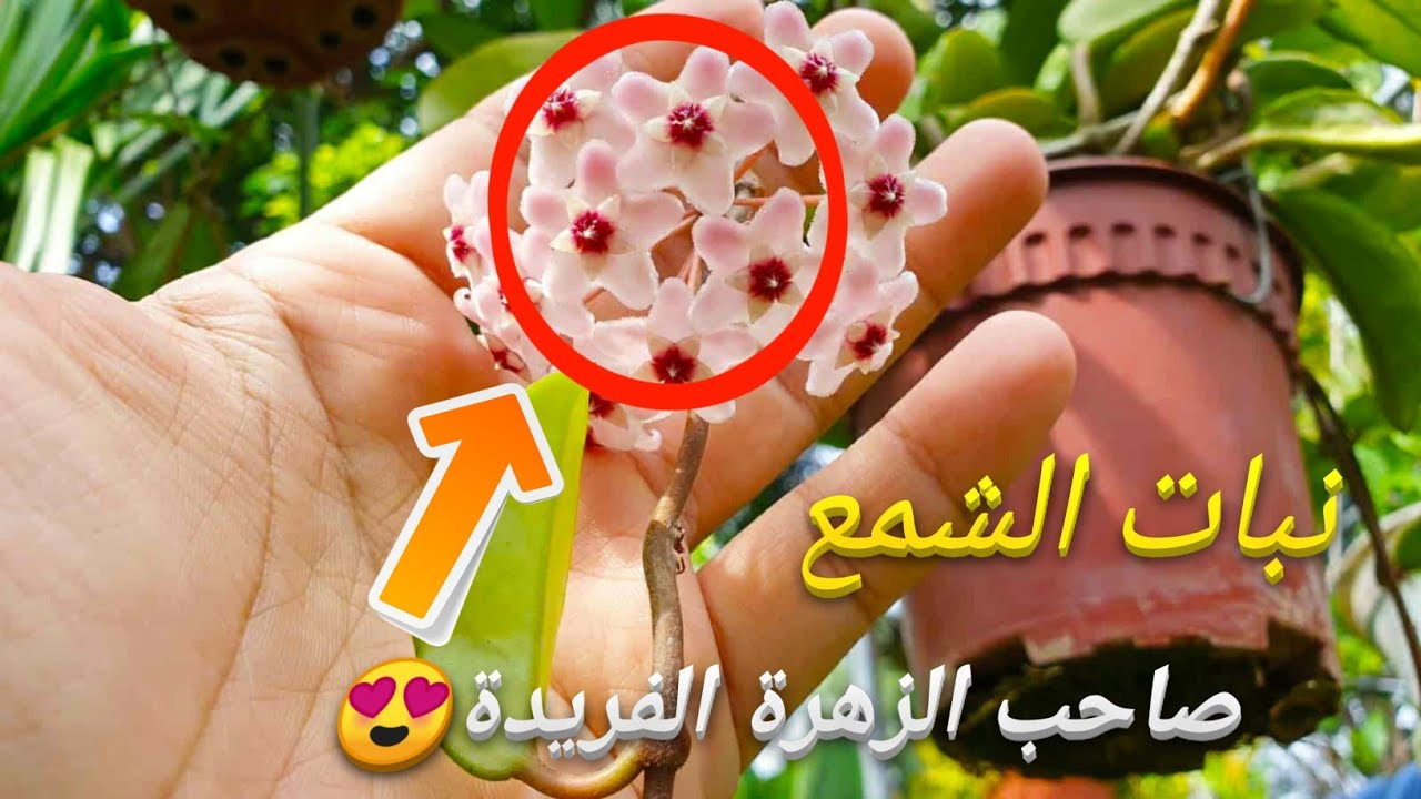 أسرار زراعة نبات الشمعة أجمل متسلق داخلي