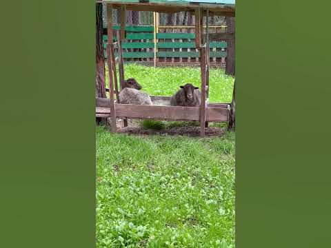 #дача #лето #видео #зоо #баран - YouTube