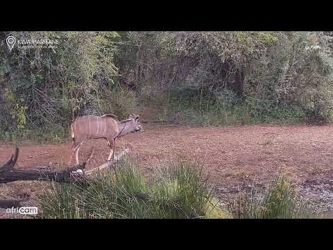 Hadeda Ibis Gives Kudu a Surprise Flight!