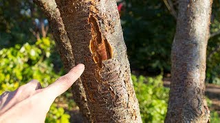 Why Do Fruit Trees Split, And How To Fix IT