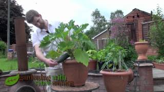 Growing Zucchini Courgette Plants In A Pot.