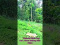 🌿 Virtual Walking Pagi Hari di Kebun 🍃 Suasana Adem &amp; Menenangkan