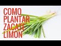 Como Plantar Zacate Limón Y Sus Beneficios medicinales 2021//huerto en casa//Manos de tierra