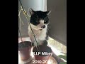 R.I.P Mikey 2010-2024 #sad #rip #mikey #cat
