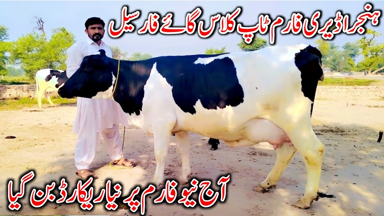 HF | Hunjra Deri Farm | Top Class Cow | Big Australian Heifer | Big Odar quality Jersey Cow 4/5/2023