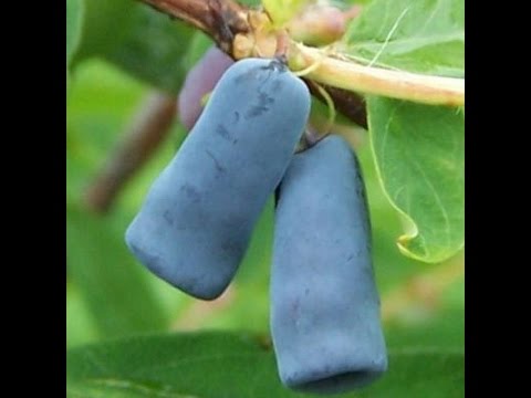 Honeyberry