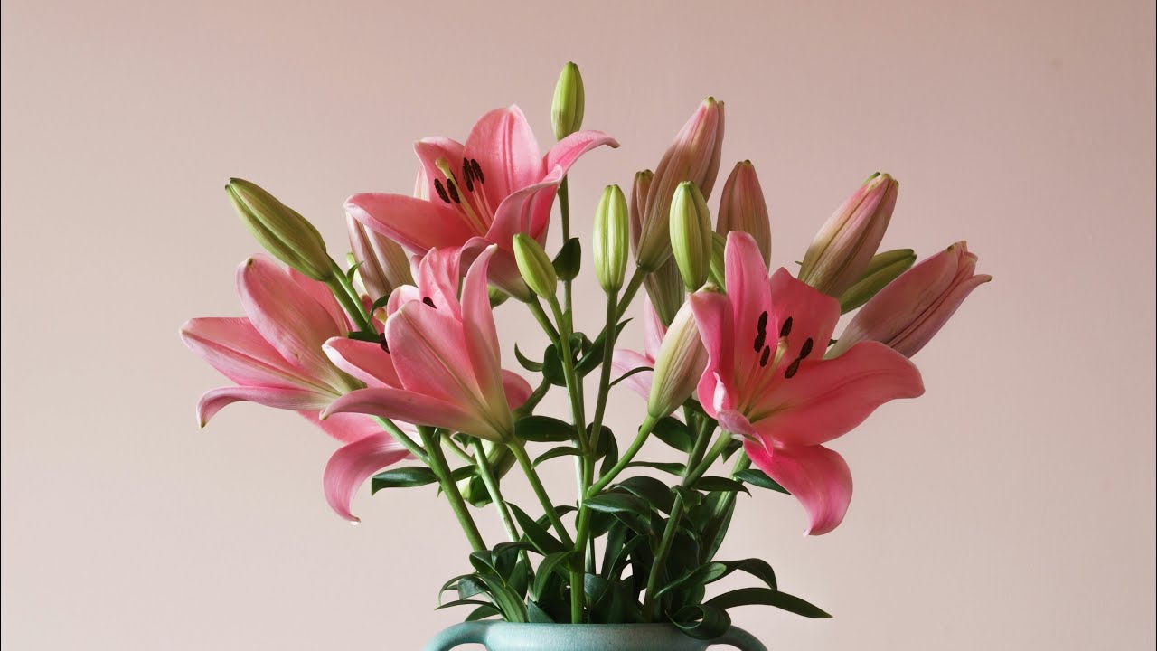 Cartoonish Flower Allergy Sneezes (M)