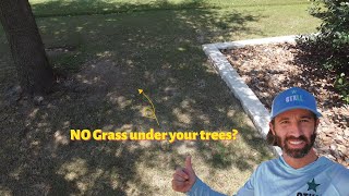 Fixing Bare Spots from Shade 🌳 | Tree Trimming +  Core Aeration & Top Dressing for Lawn Recovery