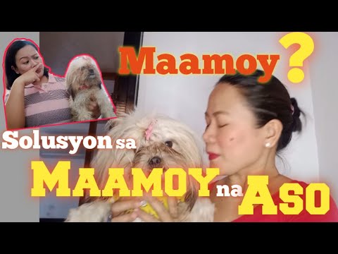 PAANO MAAALIS ANG MASAMANG AMOY NG ASO