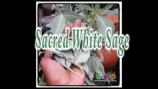 Sacred White Sage Uses And Benefits
