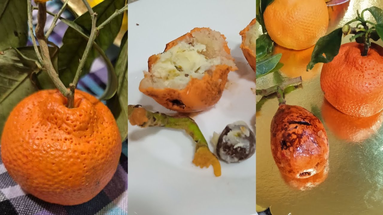 الجزء4.ورشة فواكه(full HD)مجانية تتضمن 11نوع المندرين و الزعرور مع طريقة تشكيل و تلوين 🇩🇿