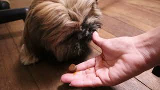Bravecto Chewable for Dogs Frulaner tablet remove ticks and fleas for Dogs