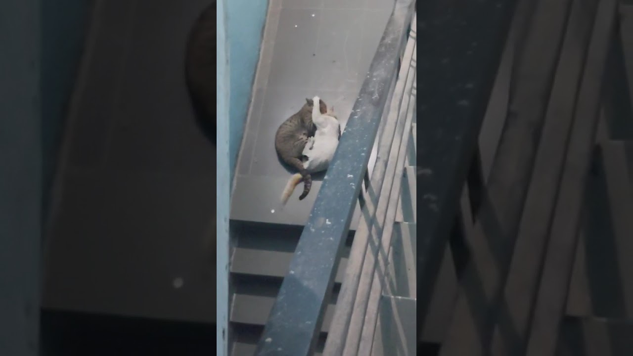 Male cat fighting, often territorial.