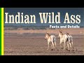 Indian Wild Ass -  Wild Ass Wildlife Sanctuary - Little Rann of Kutch - Facts and Details