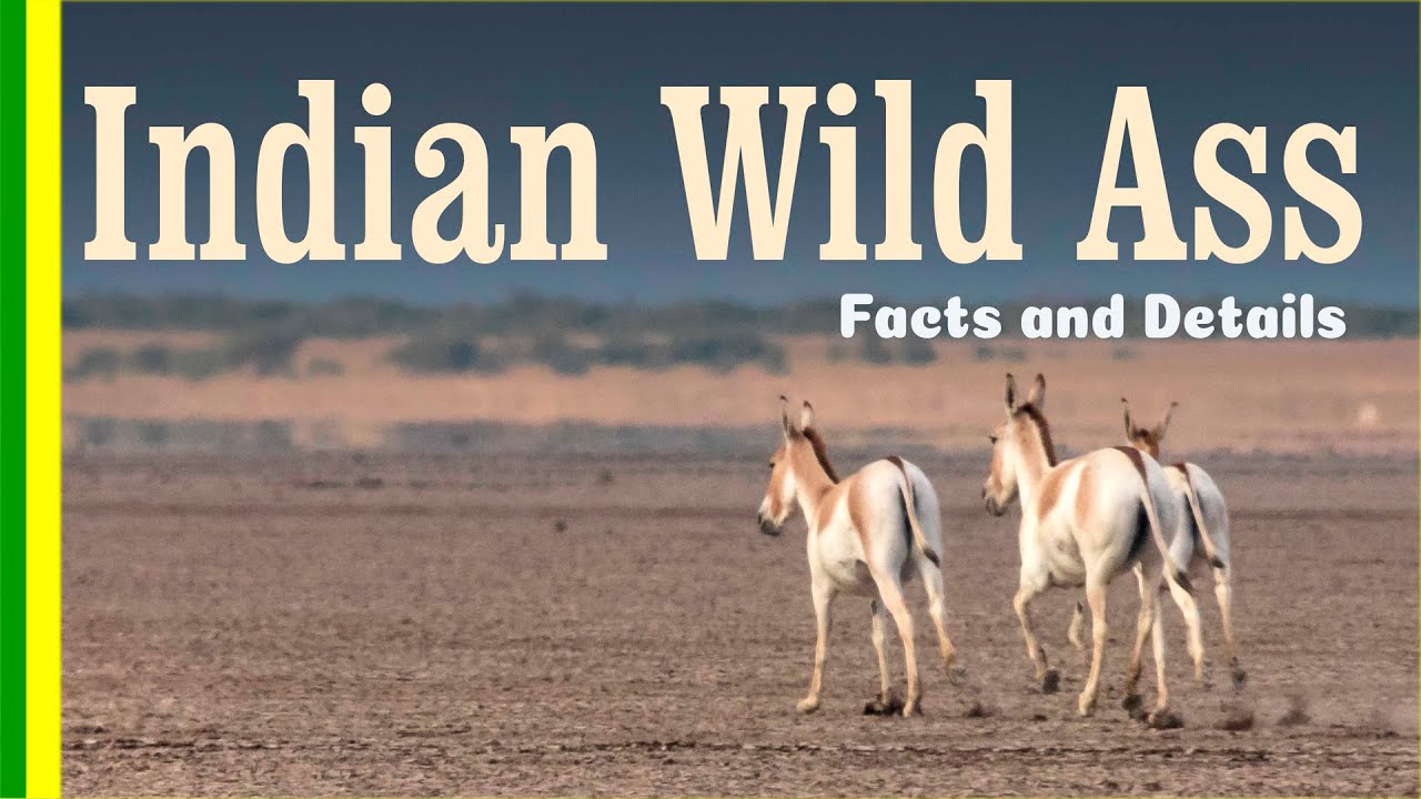 Indian Wild Ass Wild Ass Wildlife Sanctuary Little Rann Of Kutch Facts And Details Youtube