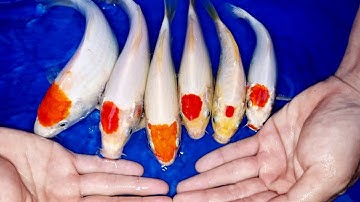 Cá Koi Nhật Tancho, Combo Koi Đủ Màu Sắc