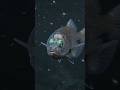 👀 This Fish Has a Transparent Head!#BarreleyeFish #OceanFacts #shorts
